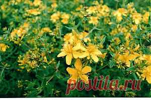 Лечение зверобоем | Копилка полезных советов