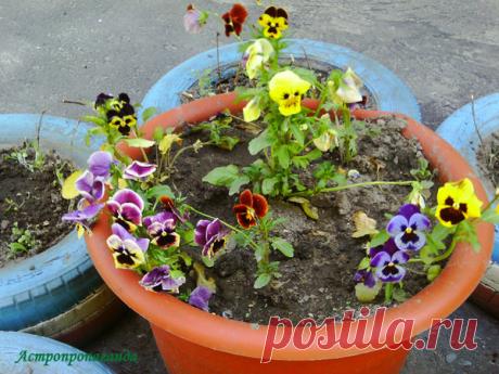 Анютины глазки для Весов | Астропропаганда | Яндекс Дзен
Автор статьи: астролог Нина Стрелкова. Русское название цветка связано с печальной любовной историей. Жила когда-то в одной деревне красивая, добрая, но доверчивая девушка Анюта. Она полюбила легкомысленного парня. Ей все не верилось, что она для него лишь мимолетное развлечение, что любовные клятвы – ложь. Соблазнил он Анюту, и, испугавшись ответственности, засобирался, якобы по срочным делам. Обещал вернуться, но исчез навсегда...