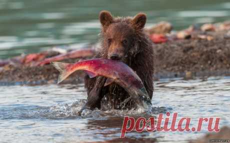 _BEAR_CUB_CATCHES_FISH