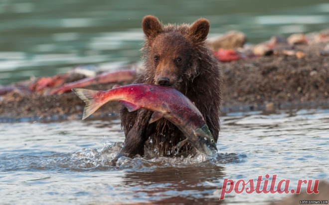 _BEAR_CUB_CATCHES_FISH