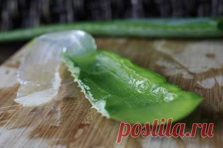 Во всем мире используется в лечебных целях, начиная от легких ожогов вплоть до рака: целебные свойства алоэ вера Удивительное растение!