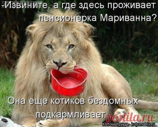 Бездомный котик...