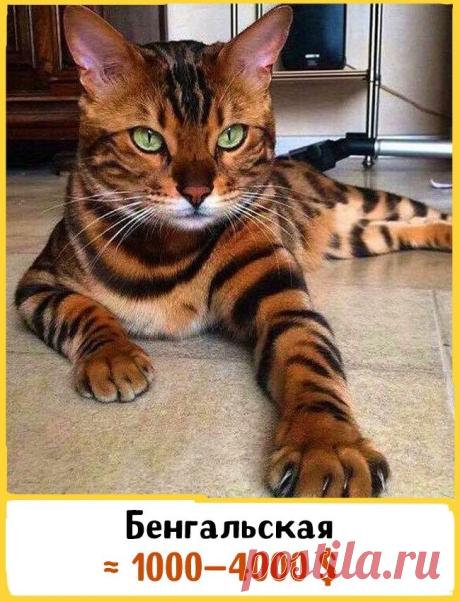 Кошки, которые стоят целое состояние