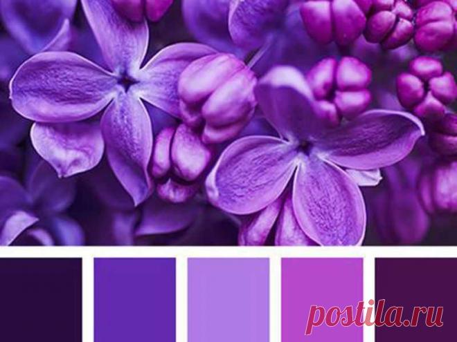 Откуда пошло выражение «а мне фиолетово»? Почему именно фиолетовый стал олицетворением безразличия и не вовлеченности в происходящее?