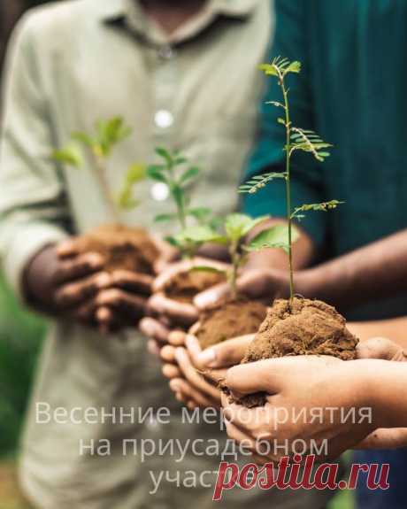 Весенние мероприятия на приусадебном участке — Домашние заботы