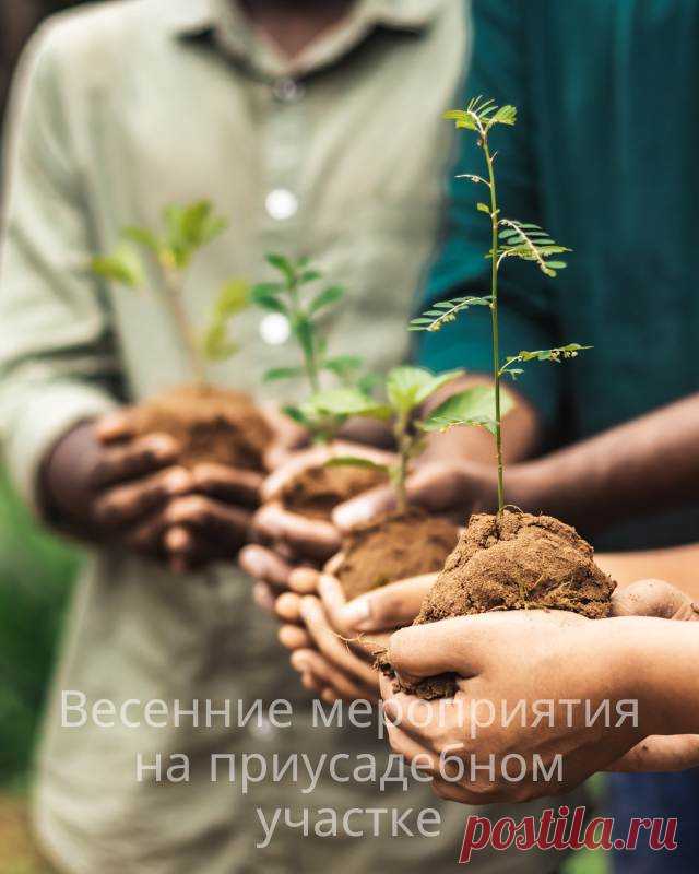 Весенние мероприятия на приусадебном участке — Домашние заботы