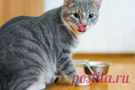 Сколько в среднем живут кошки в домашних условиях - Petstory