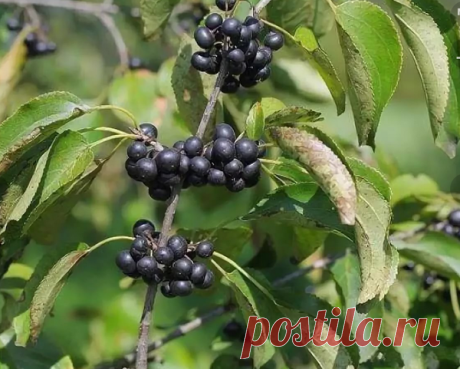 Природное слабительное средство растет в лесу. Собрать и заготовить может каждый | Деревушка долголетия | Яндекс Дзен