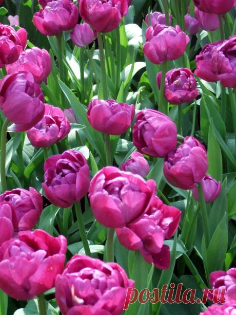 ТЮЛЬПАНЫ В ПАРКЕ КЮКЕНХОФ (KEUKENHOF)  В  ГОЛЛАНДИИ.