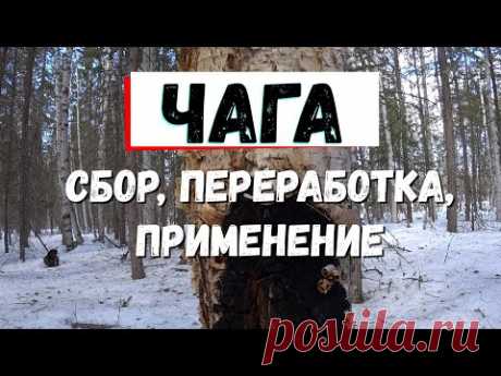 ЧАГА. Сбор, переработка, рецепты приготовления.