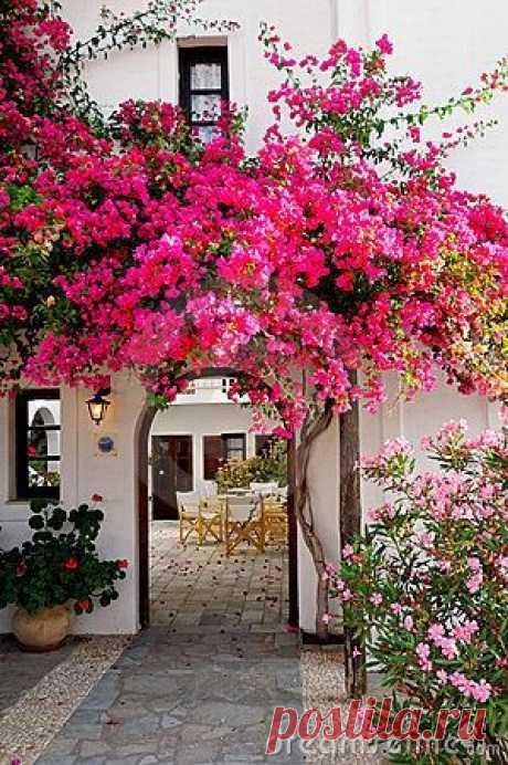 Bougainvillea