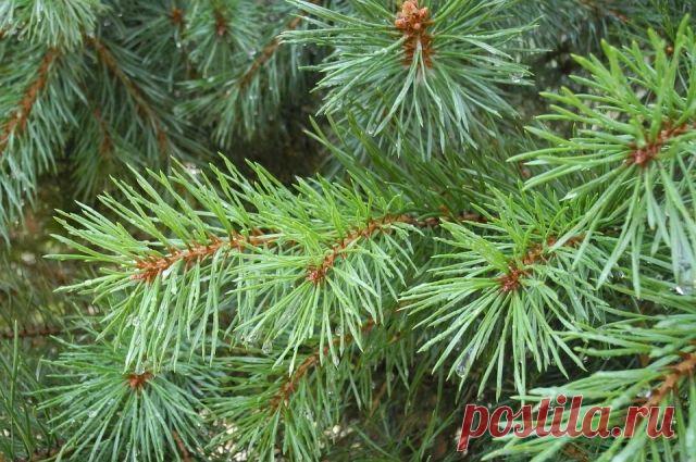 Как использовать еловые ветки и хвою. Советы банщика и фитотерапевта Аромат сосны, пихты и ели благоприятен при бессоннице и переутомлении, а хвойные ванны славятся омолаживающим эффектом и помогают при простуде.