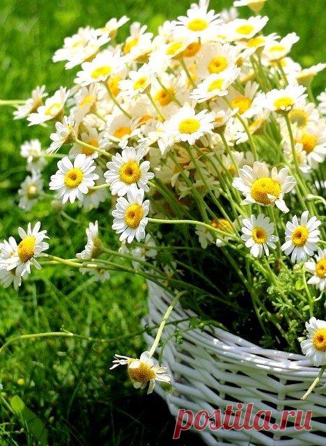 Я старомодна, мне нравятся в поле ромашки.
Верю в любовь, от которой по телу мурашки.
Знаю, что сильный мужчина — 