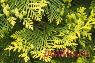 Туя западная: свойства, польза и лечебное применение