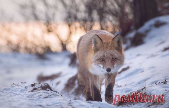 Обои зима, снег, природа, животное, лиса, лисица картинки на рабочий стол, раздел животные - скачать