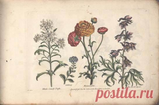 The florist, or, An extensive and curious collection of flowers, for the imitation of young ladies, either in drawing or in needle?workby A. Heckle. : Heckel, Augustin, : Free Download, Borrow, and Streaming : Internet Archive