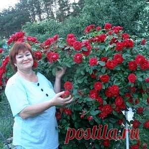 (29) Одноклассники - Зимняя прививка роз. ПОДРОБНАЯ ИНСТРУКЦИЯ.