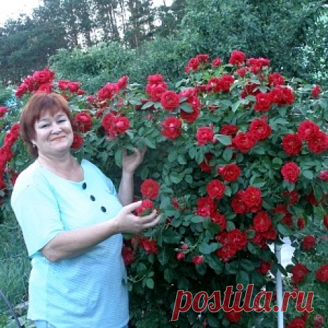 (29) Одноклассники - Зимняя прививка роз. ПОДРОБНАЯ ИНСТРУКЦИЯ.
