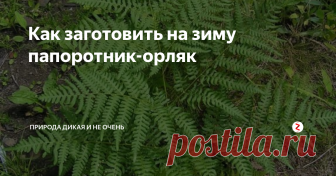 Как заготовить на зиму папоротник-орляк Когда-то папоротники господствовали на всей земле. К нашему времени древовидные почти исчезли, а вот травянистые папоротники распространены и сейчас.
Один из самых красивых и известных – щитовник мужской, второе его название - папоротник мужской. По-латински Dryopteris filix-mas. Его косо растущее корневище покрыто мягкими широкими чешуями и тем, что осталось от листовых черешков. На верхушке собр