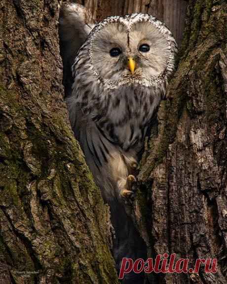 Длиннохвостая неясыть приветствует вас с кадра Валерия Субачева: nat-geo.ru/community/user/194410