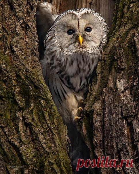 Длиннохвостая неясыть приветствует вас с кадра Валерия Субачева: nat-geo.ru/community/user/194410