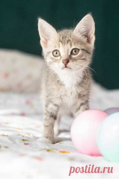 Котёнок Платон в самые добрые руки! Москва и МО – Животные ищут дом, пользователь Юлия Бельская | Группы Мой Мир