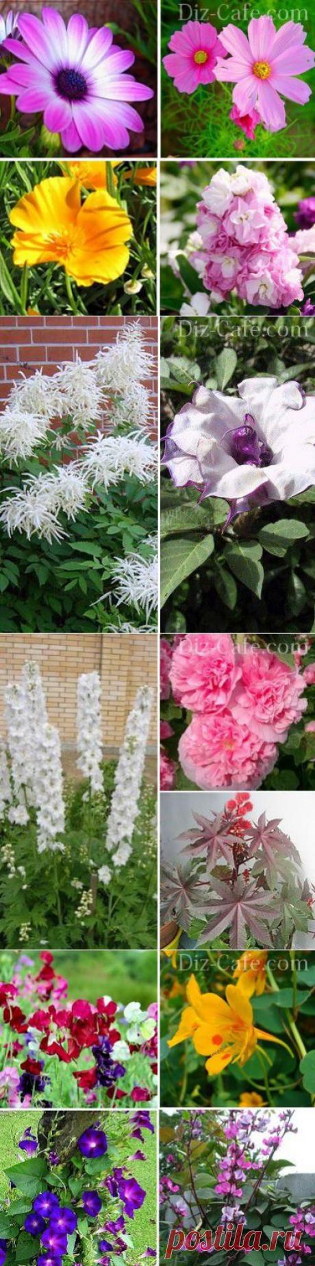 Однолетние цветы для дачи: неприхотливые однолетники цветущие все лето