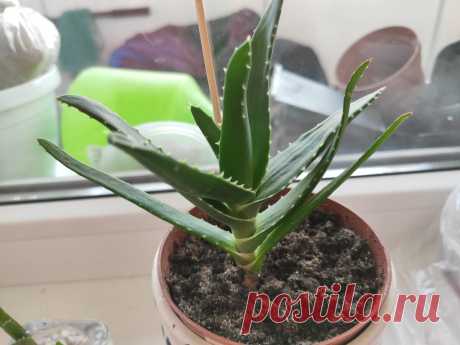 5 правил, которые нужно соблюдать при выращивании алоэ | PLANTS ABOUT | Яндекс Дзен