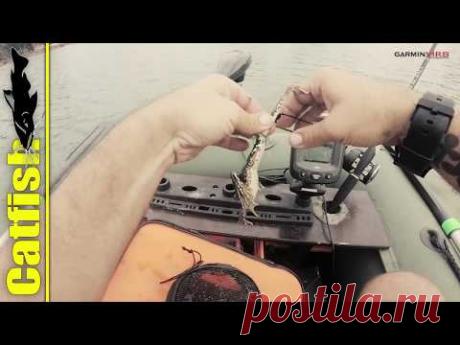 Как насадить лягушонка на крючок (чтоб неудрал) для ловли сома на квок?