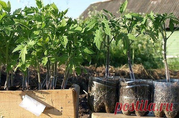 ПОДКОРМКА ДЛЯ РАССАДЫ Рассаду помидоров поливают раствором йода для более быстрого роста (1 капля на три литра). После применения этого раствора рассада зацветёт быстрее, а плоды будут крупнее. Может йод защитить помидоры и от фитофторы. Для этого Вам понадобятся несколько капель йода и 250 грамм молока, смешайте их с 1 литром воды. Раствор - одна капля йода на три литра воды, этим йодным раствором надо один раз полить рассаду томатов. От этого увеличиться продуктивность и...