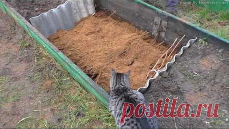 Заготовка,обработка и хранения черенков винограда. Часть 2.