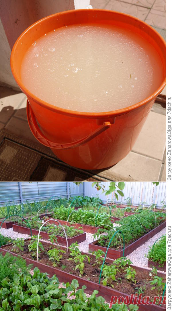 Дрожжевая подкормка для овощей | Цветик-семицветик