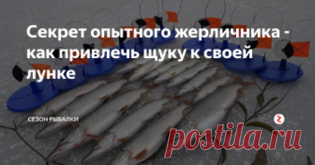 Секрет опытного жерличника - как привлечь щуку к своей лунке Оживить мертвую жерлицу можно просто...