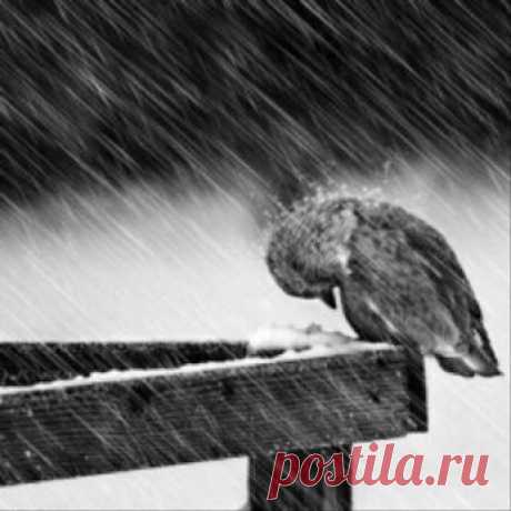 Google+