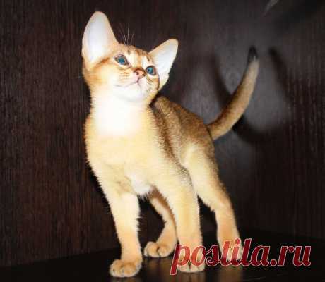 Кошка абиссинская дикого окраса(свободна)