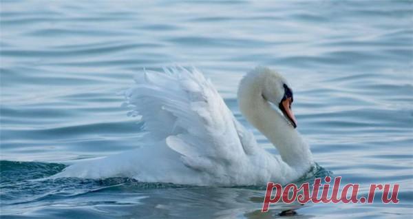 Фото ЛОТОС. Альбом Лотосы и лебеди. Чистота. - 156 фото. Фотографии Наталья Ефремова.