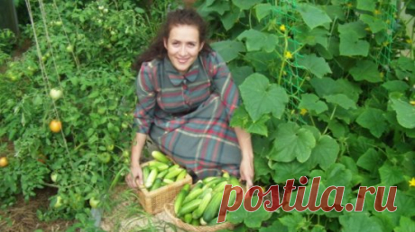 Даже дохлые огурцы, томаты и перец пойдут в рост и не будут болеть
В этом месяце нашим культурам помимо азотосодержащих удобрений необходимы калийные. При нехватке этого элемента питания растения могут начать болеть вершинной гнилью и другими бактериальными болезнями.