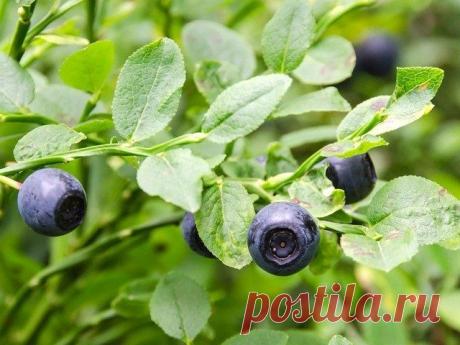 Выращивание черники на приусадебном участке