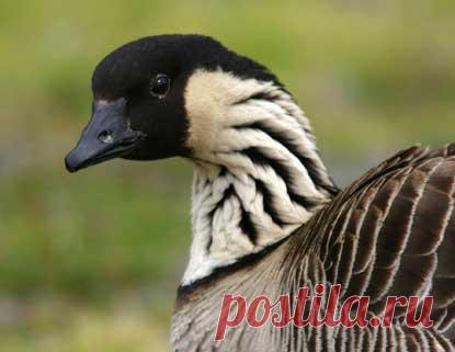 Hawaiian geese - Google Search