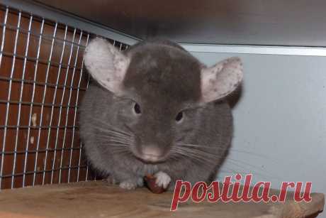 Фата Моргана