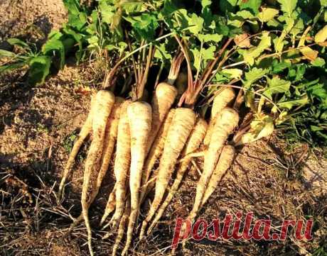 Забытый корнеплод, который даст фору моркови. 7 причин выращивать на своём участке - Квартира, дом, дача - Медиаплатформа МирТесен