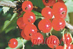 Продлить жизнь кустарнику