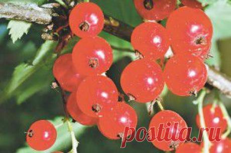 Продлить жизнь кустарнику