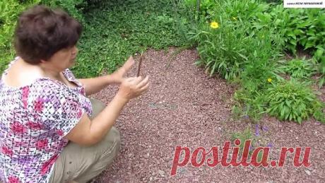 Как избавиться от любых СОРНЯКОВ в цветнике, огороде и на дорожках. Гарантия 50 лет !