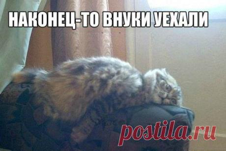 Кошачьи мысли! )