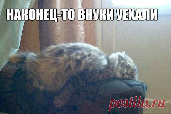 Кошачьи мысли! )