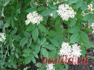 Прекрасная приправа у вас в саду