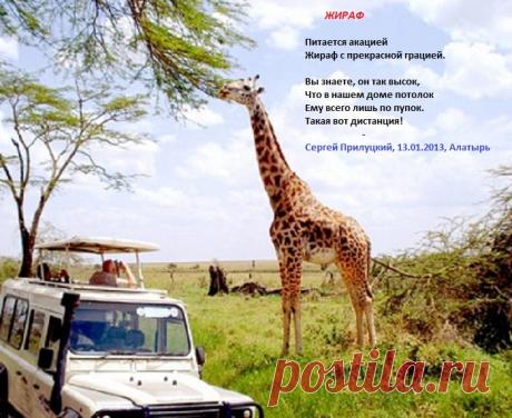 Жираф (стихи)