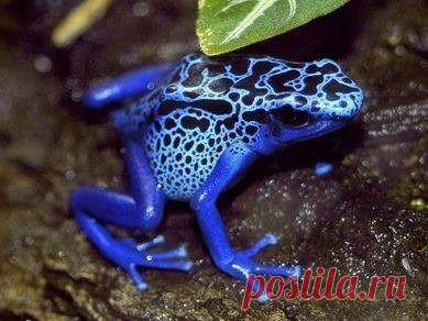 Самая ядовитая лягушка!