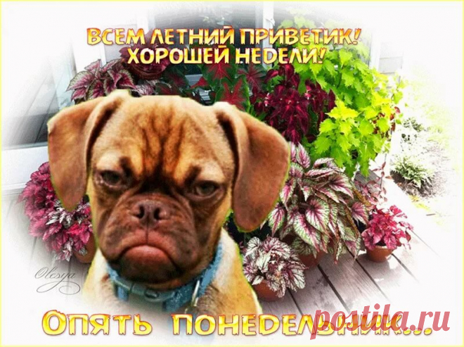 «С понедельником» — карточка от пользователя Ольга Кондрашова в Яндекс.Коллекциях